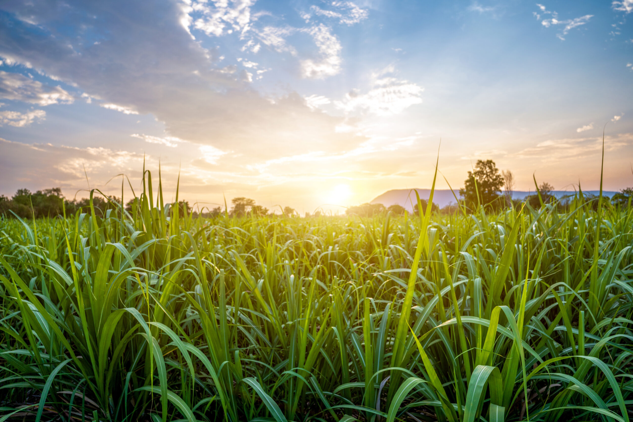 image with grass in the foreground and the sun setting behind a farm
